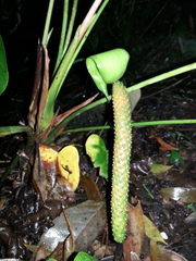 Anthurium hoffmannii