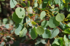 Eucalyptus baueriana thalassina