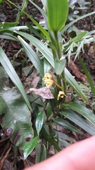 Maxillaria variabilis