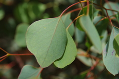 Eucalyptus baueriana thalassina