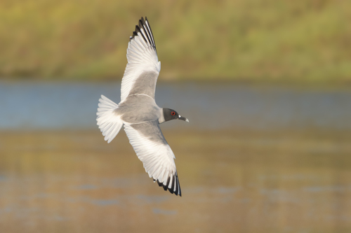 Swallow-tailed Gull｜燕尾鸥 参考照片