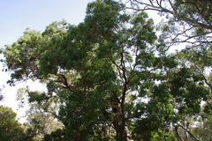 Eucalyptus baueriana thalassina