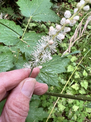 Image of Actaea elata by (c) Judi Sanders, some rights reserved (CC BY)