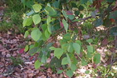 Eucalyptus baueriana thalassina