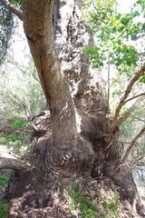 Eucalyptus baueriana thalassina