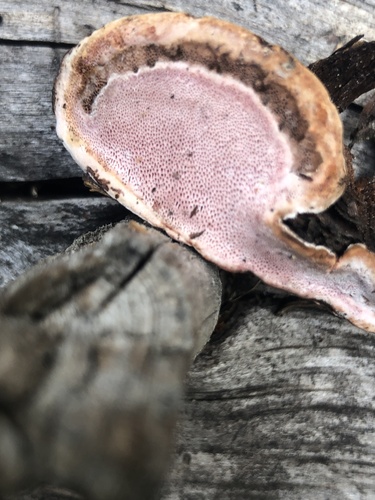 Rhodofomes roseus (Alb. & Schwein.) Kotl. & Pouzar