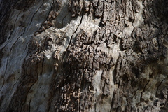 Eucalyptus baueriana thalassina