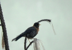Turdus rufitorques