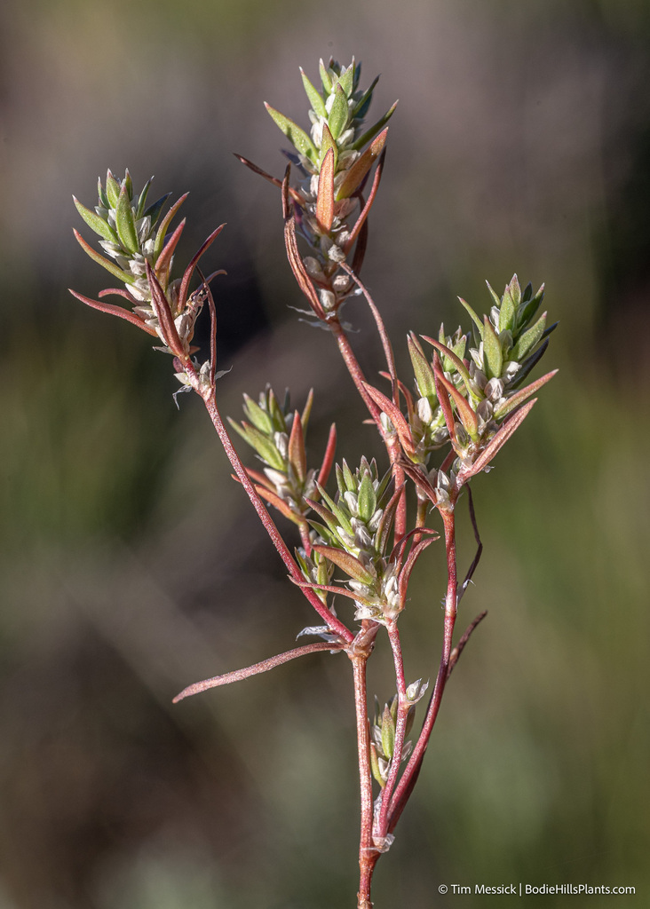 Polygonum polygaloides