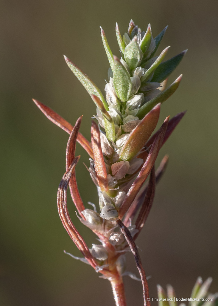 Polygonum polygaloides