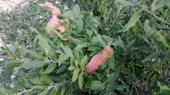 Baizongia pistaciae