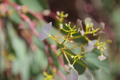 Eucalyptus baueriana thalassina