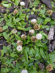 Nablonium calyceroides