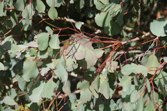 Eucalyptus baueriana thalassina