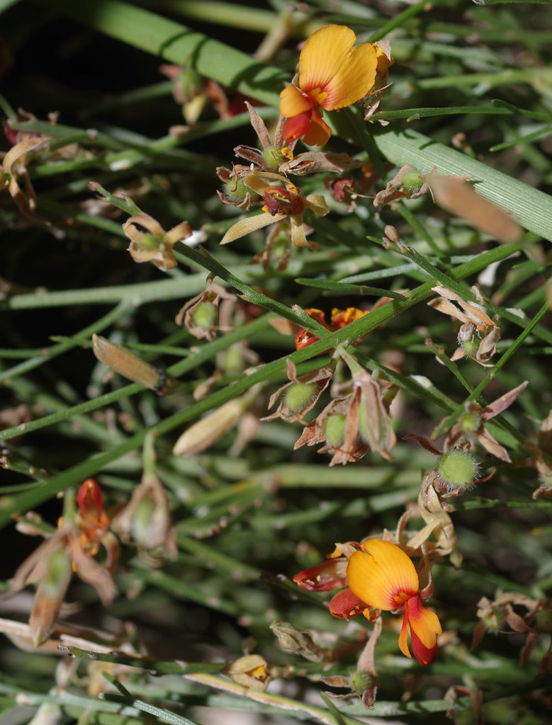 Jacksonia gracillima