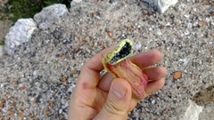 Baizongia pistaciae