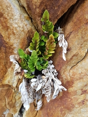 Asplenium decurrens