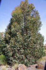 Eucalyptus baueriana thalassina