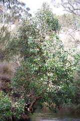 Eucalyptus baueriana thalassina