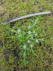 Eryngium vesiculosum