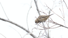 Haemorhous mexicanus