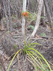 Blandfordia punicea