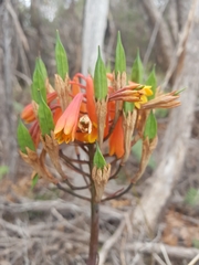 Blandfordia punicea