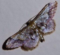 Idaea violacea
