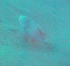 Pseudobalistes flavimarginatus