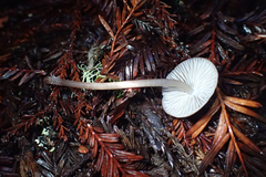 Mycena galericulata image