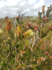 Melaleuca squarrosa