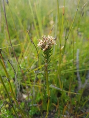Epacris lanuginosa
