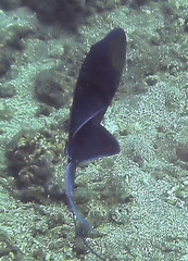 Odonus niger