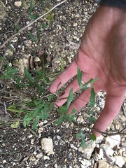 Berberis trifoliolata