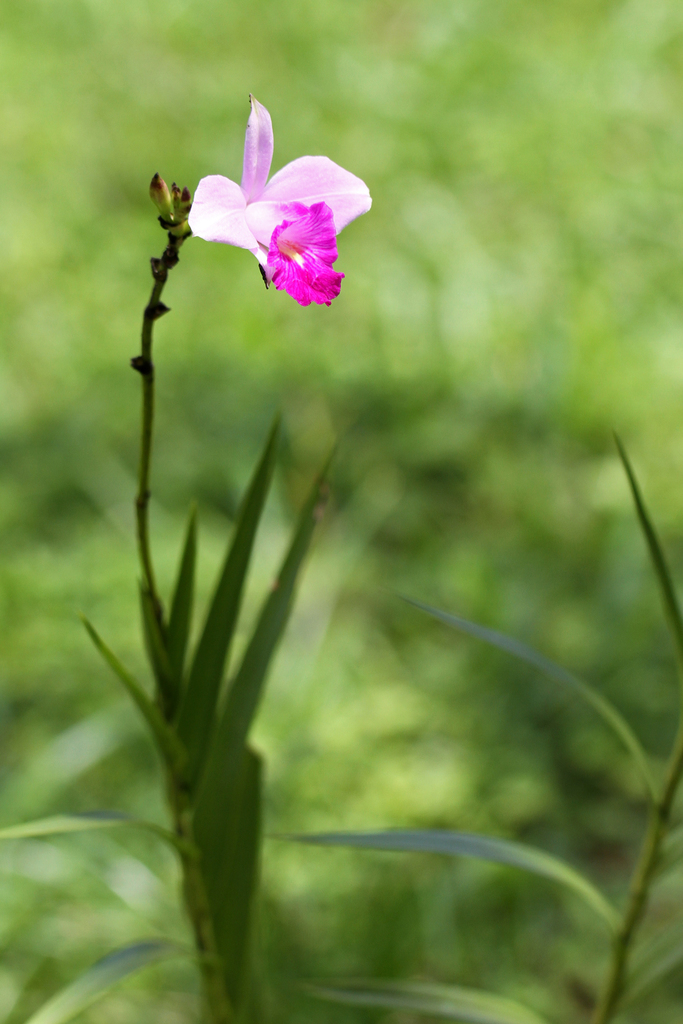 Arundina graminifolia