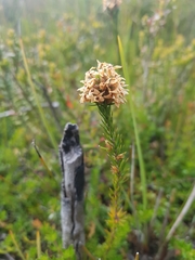 Epacris lanuginosa