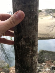 Acer grandidentatum