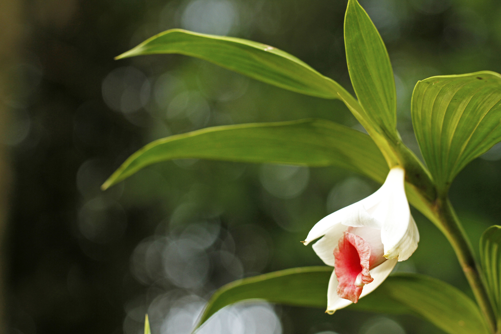 Sobralia helleri
