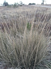 Muhlenbergia lindheimeri