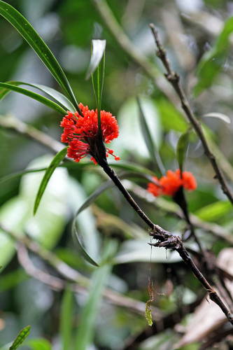 Maxillaria fulgens, photograph 5