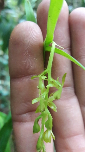 Epidendrum karstenii Rchb.f.