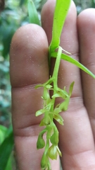 Epidendrum karstenii