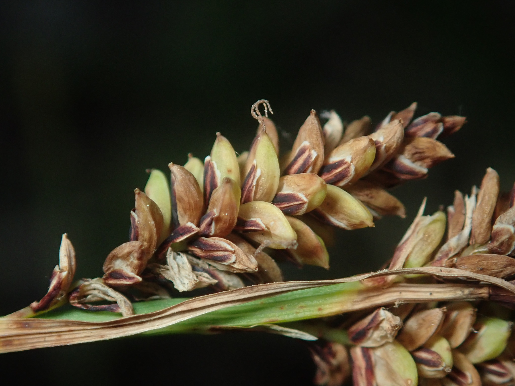 Carex barrattii