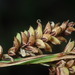 Barratt’s Sedge - Photo (c) Sequoia Janirella Wrens, some rights reserved (CC BY-NC), uploaded by Sequoia Janirella Wrens