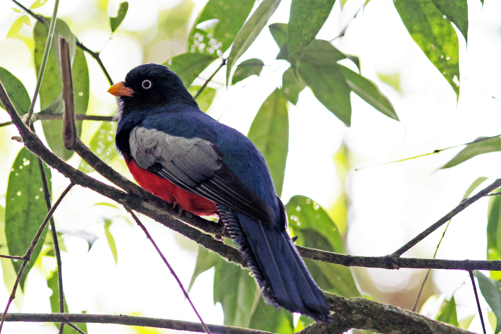 Lattice-tailed Trogon (Trogon clathratus), photo 6