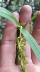 Epidendrum karstenii