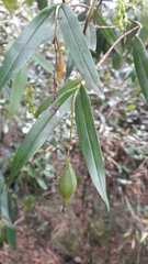 Epidendrum karstenii