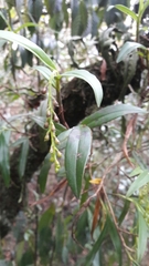 Epidendrum karstenii