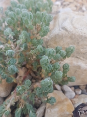 Atriplex billardierei