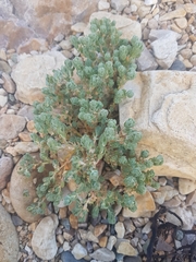 Atriplex billardierei